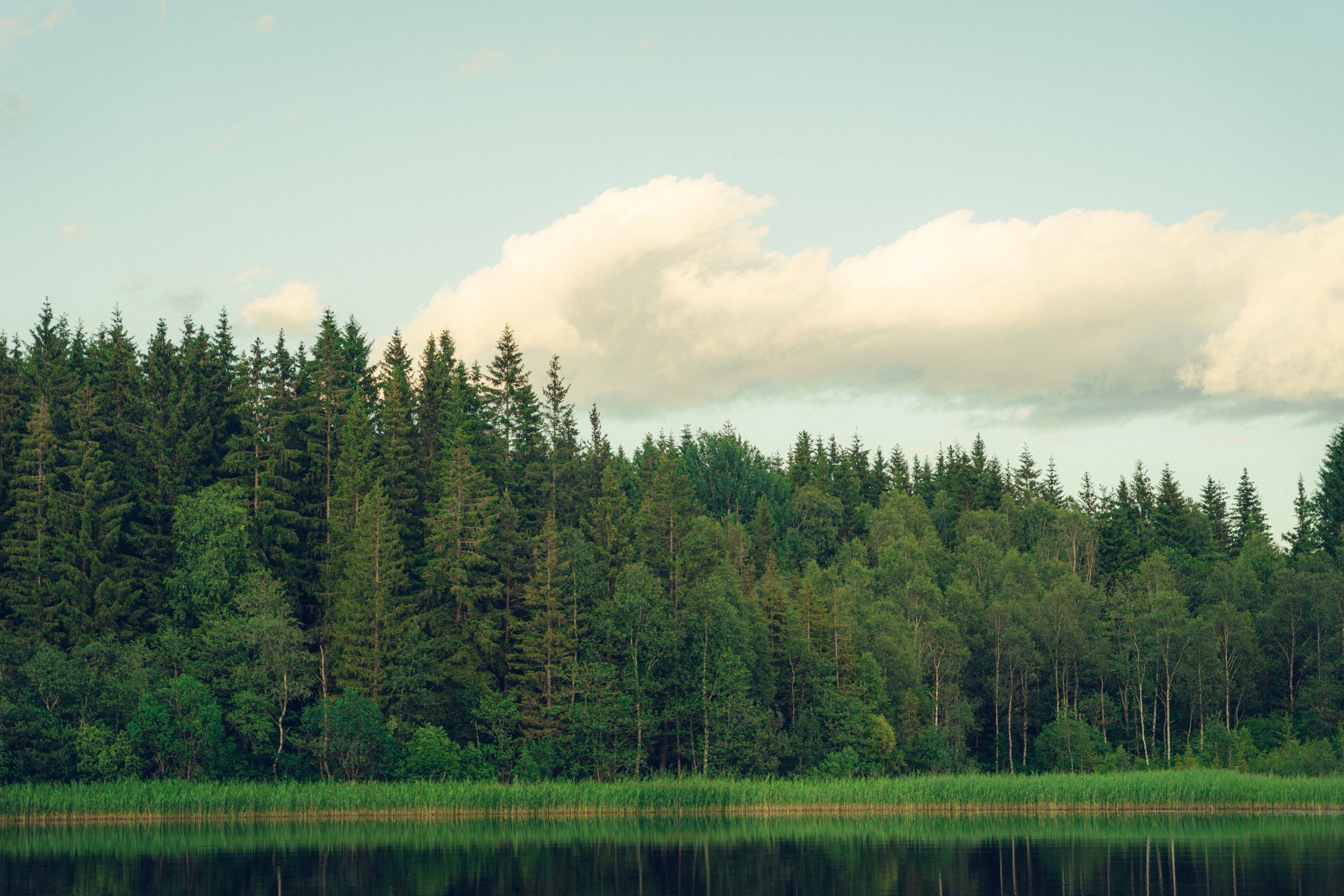 Barrskog och lövträd vid en stilla sjö under en ljus himmel